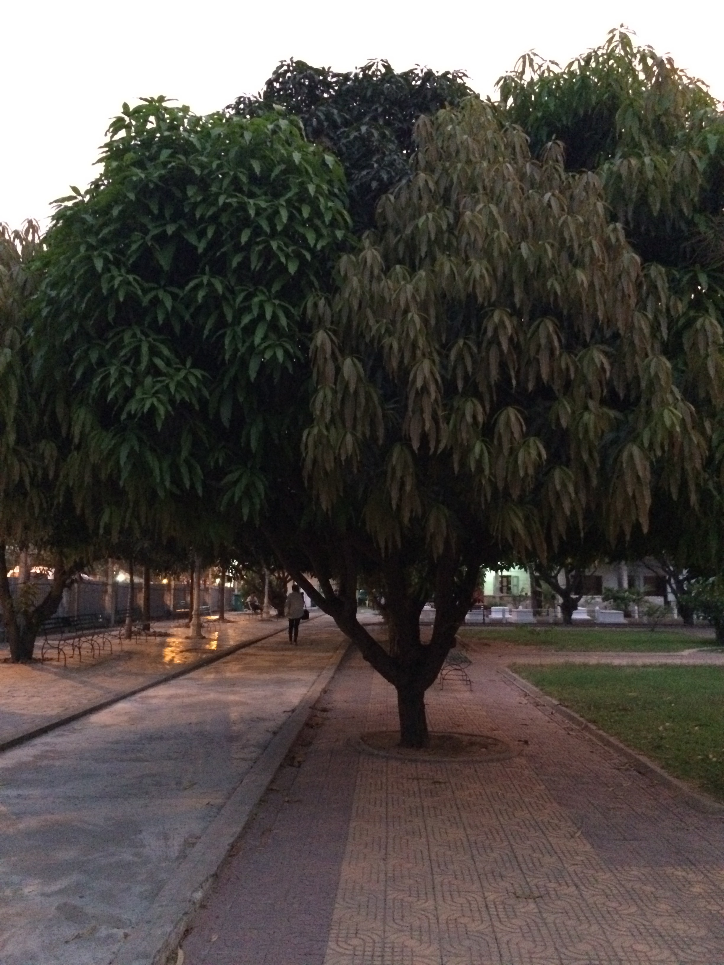 Sirtii Canbaha (The secret of the mango tree)